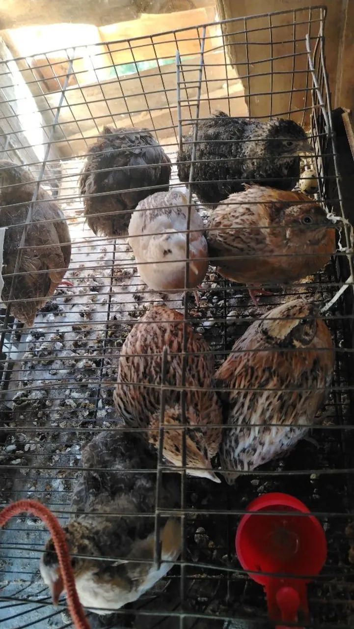 Vende_se codorna gigante e chinesa  - Foto 4