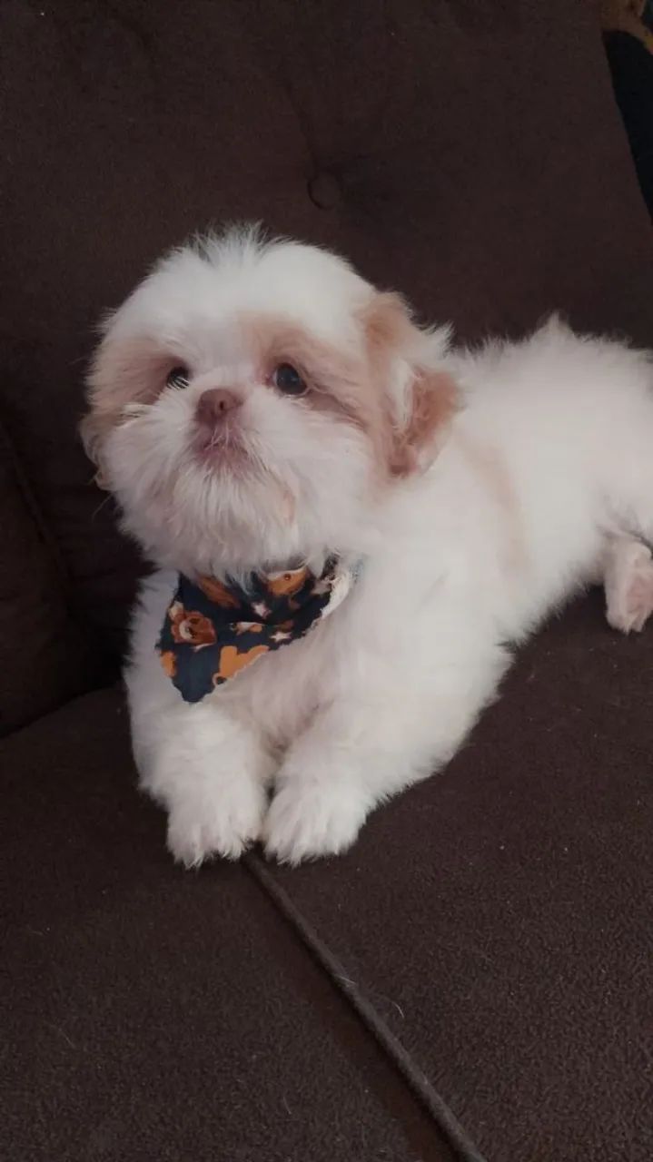 Shitzu macho 