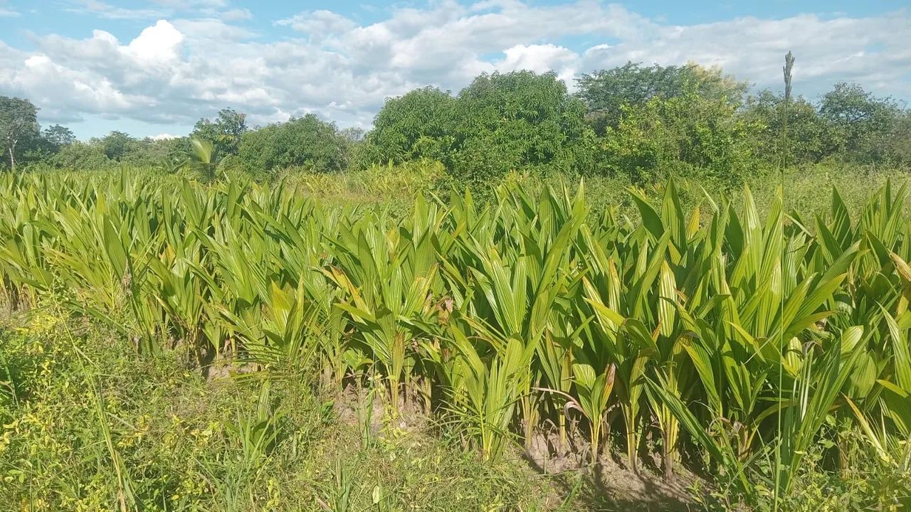 Mudas de coco - Foto 4