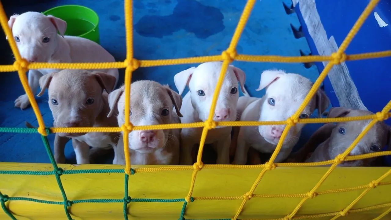 Doação American Bully Classic.