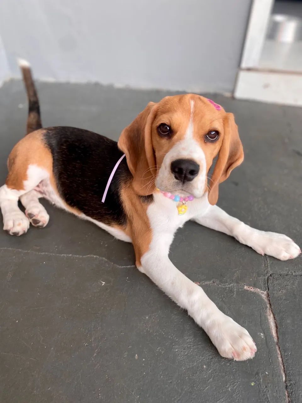 Vende-se filhote de 4,5 meses - Beagle - Foto 2