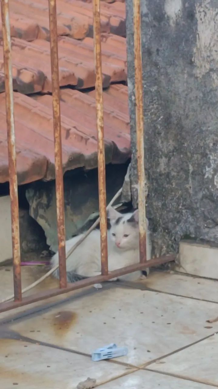 Doação de Gatos  - Foto 5