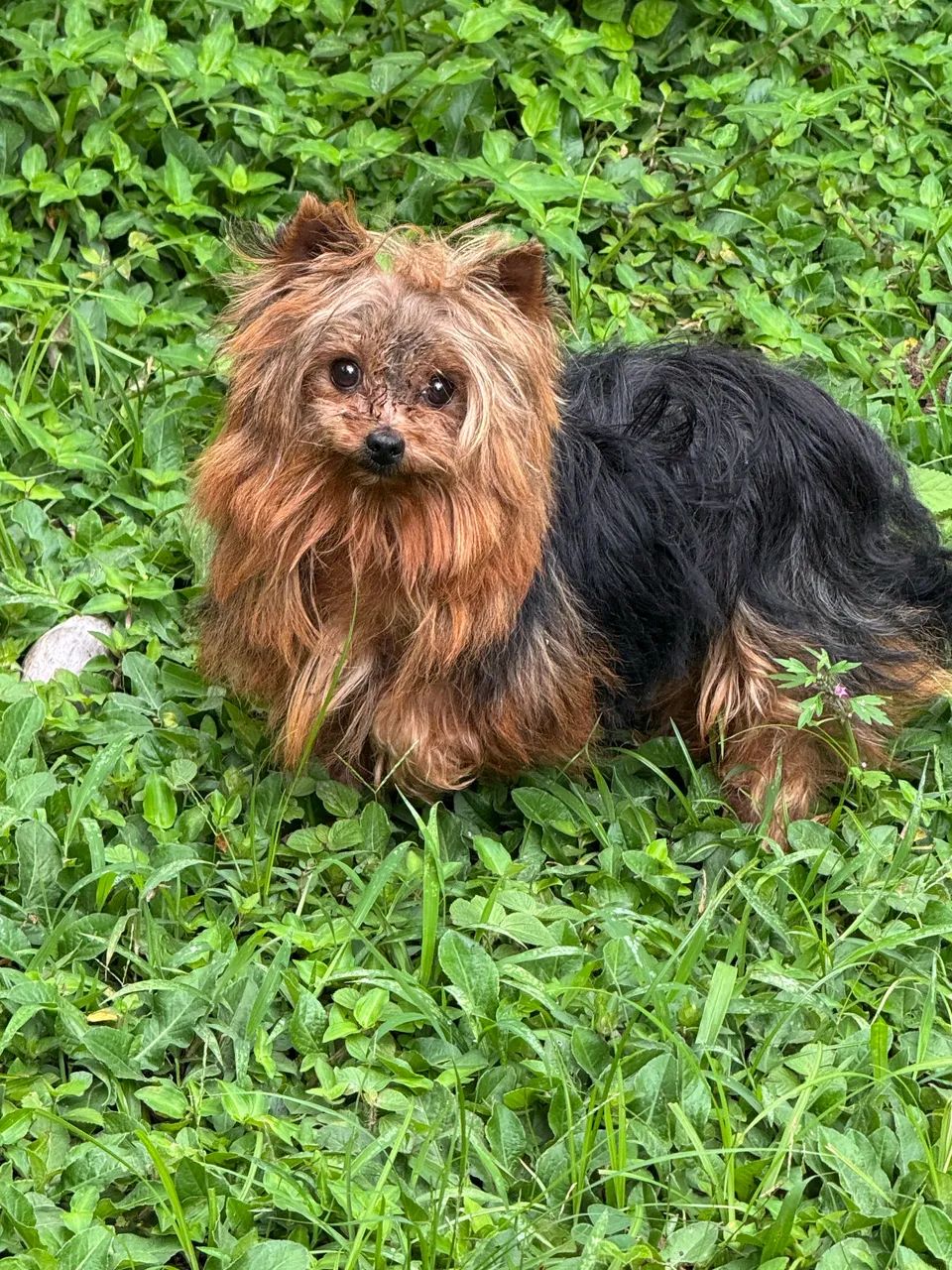 Yorkshire Terrier macho  - Foto 2