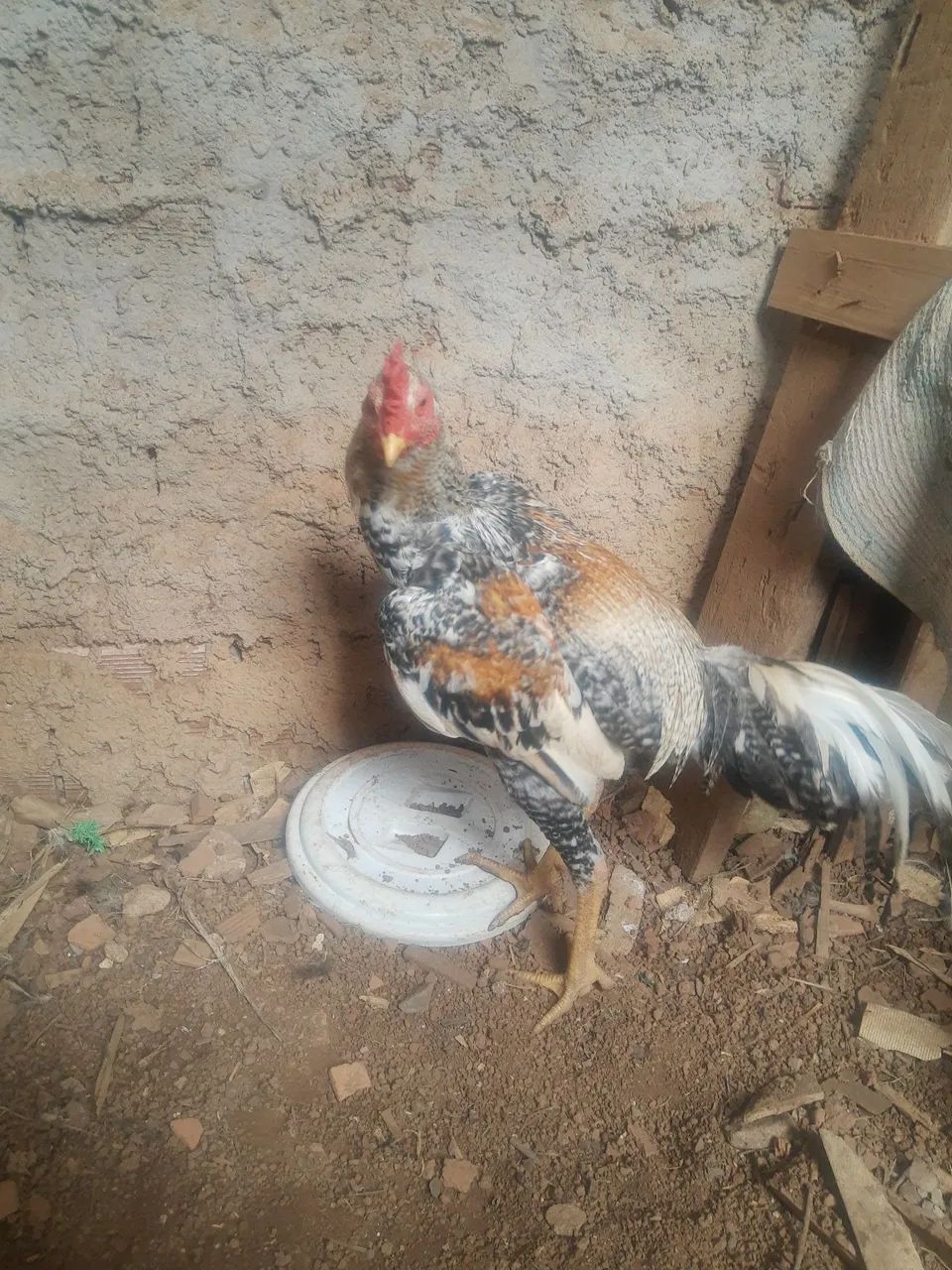 Galo indio 