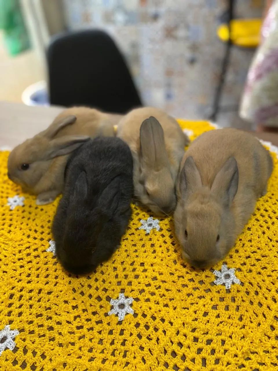 Coelho (filhotes) - Foto 2