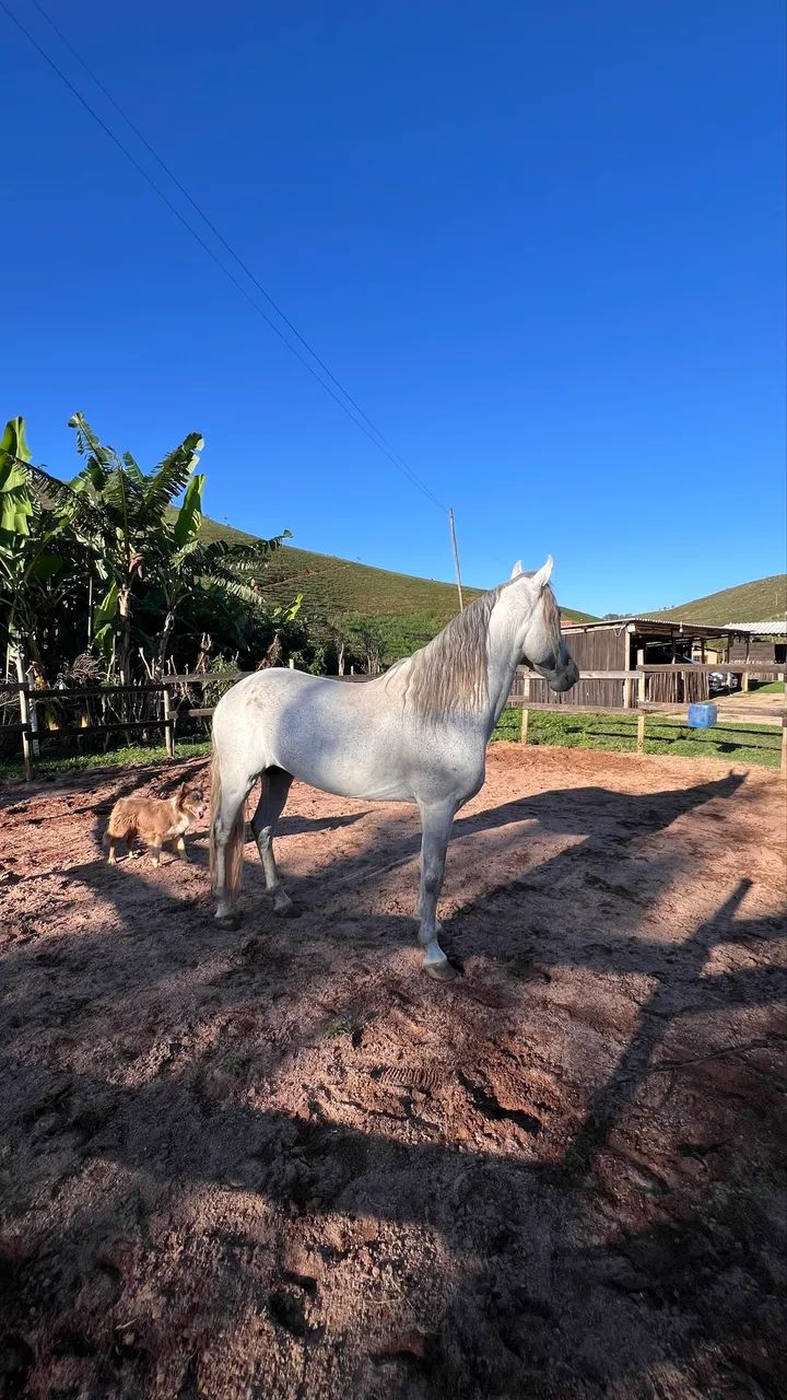 Cavalo mangalarga marchador 