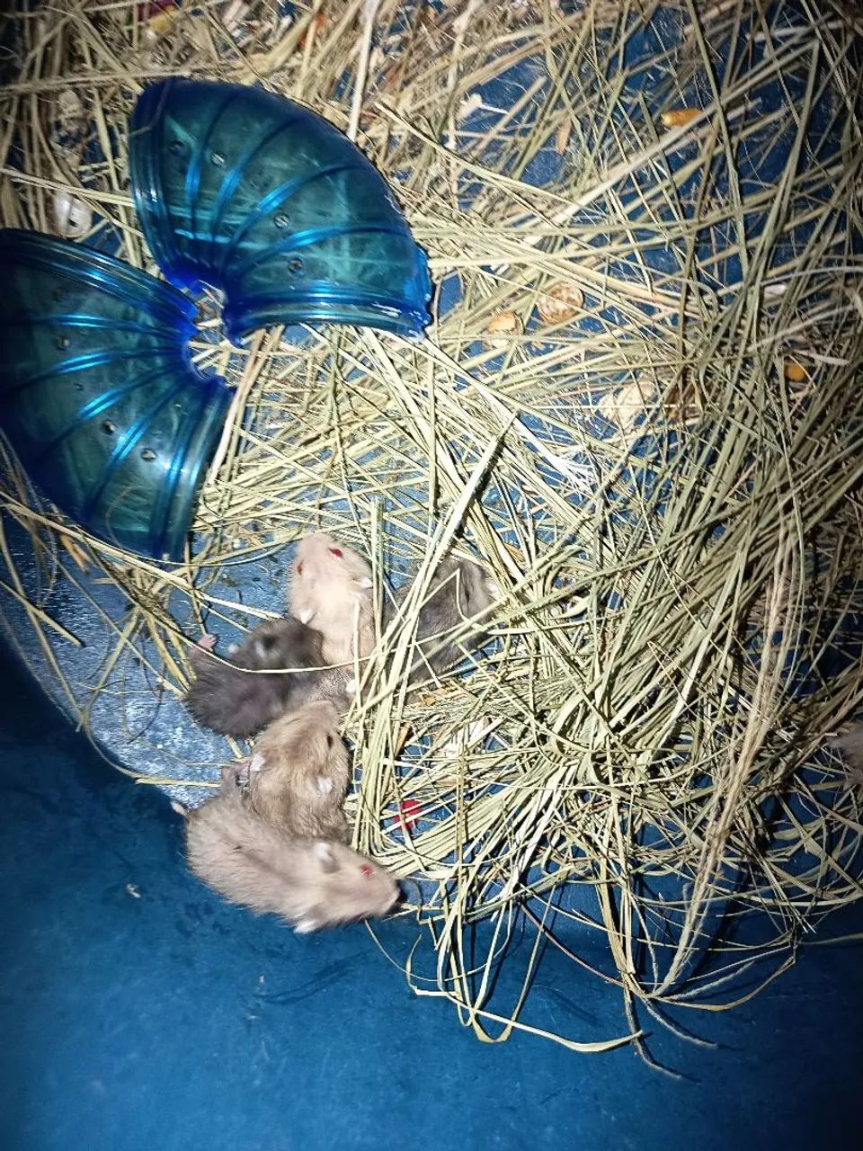Filhote de hamister anão Russo  - Foto 2