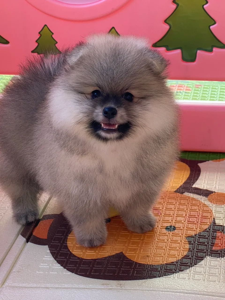 Spitz alemão  - Foto 2