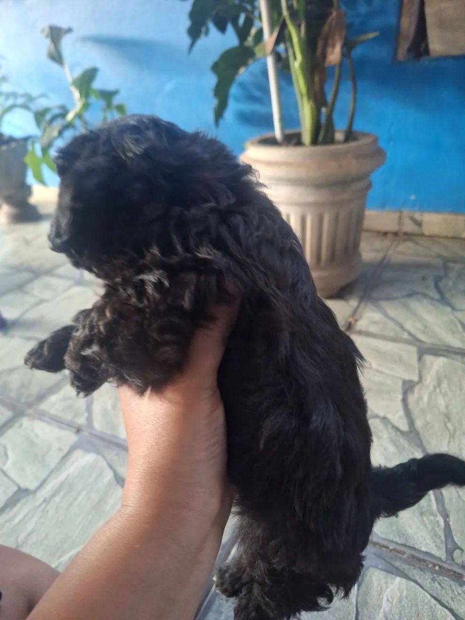 Vende se cachorro  - Foto 5
