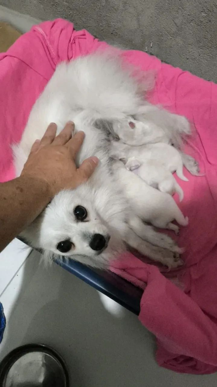 Spitz alemão  - Foto 4