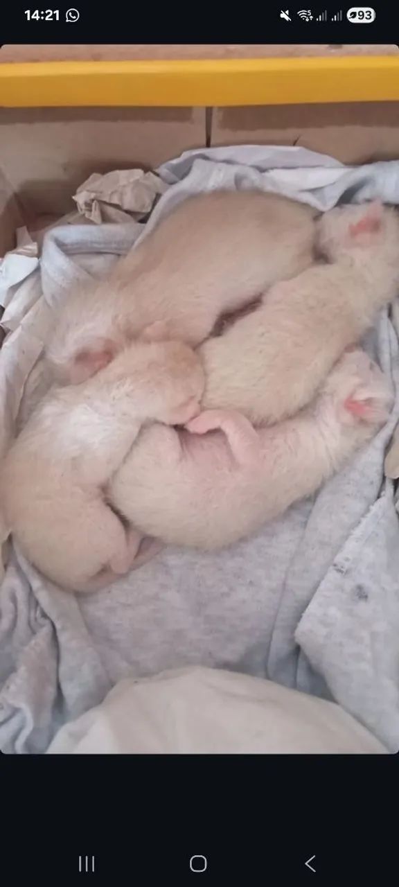 Gatinhos para doação 