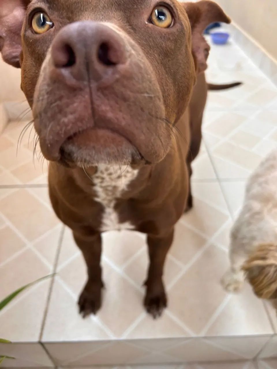 Doação Responsável - Pitbull Femea - Foto 3