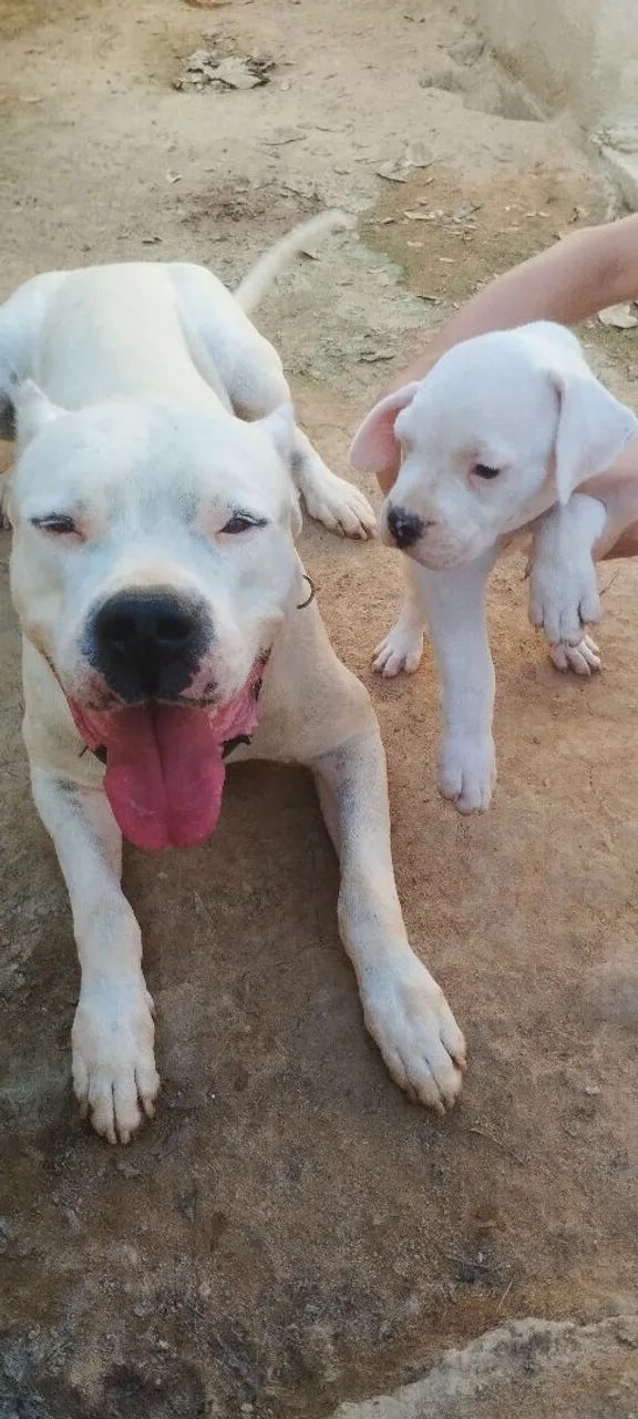DOGO ARGENTINO PEDIGREE  - Foto 4
