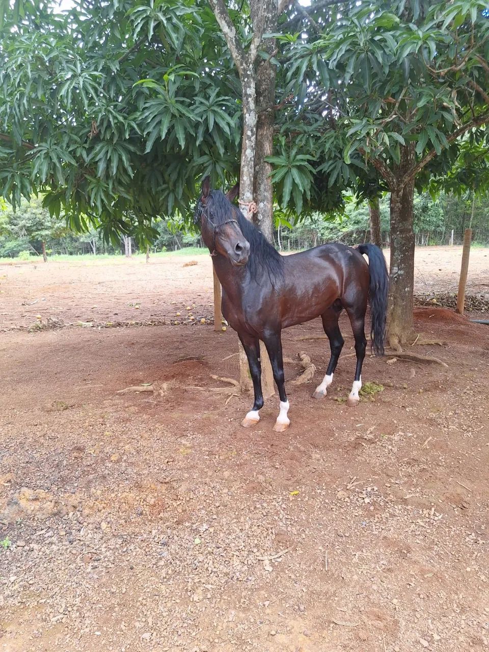 Cavalo mangalarga registrado com inúmeras provas ganhadas