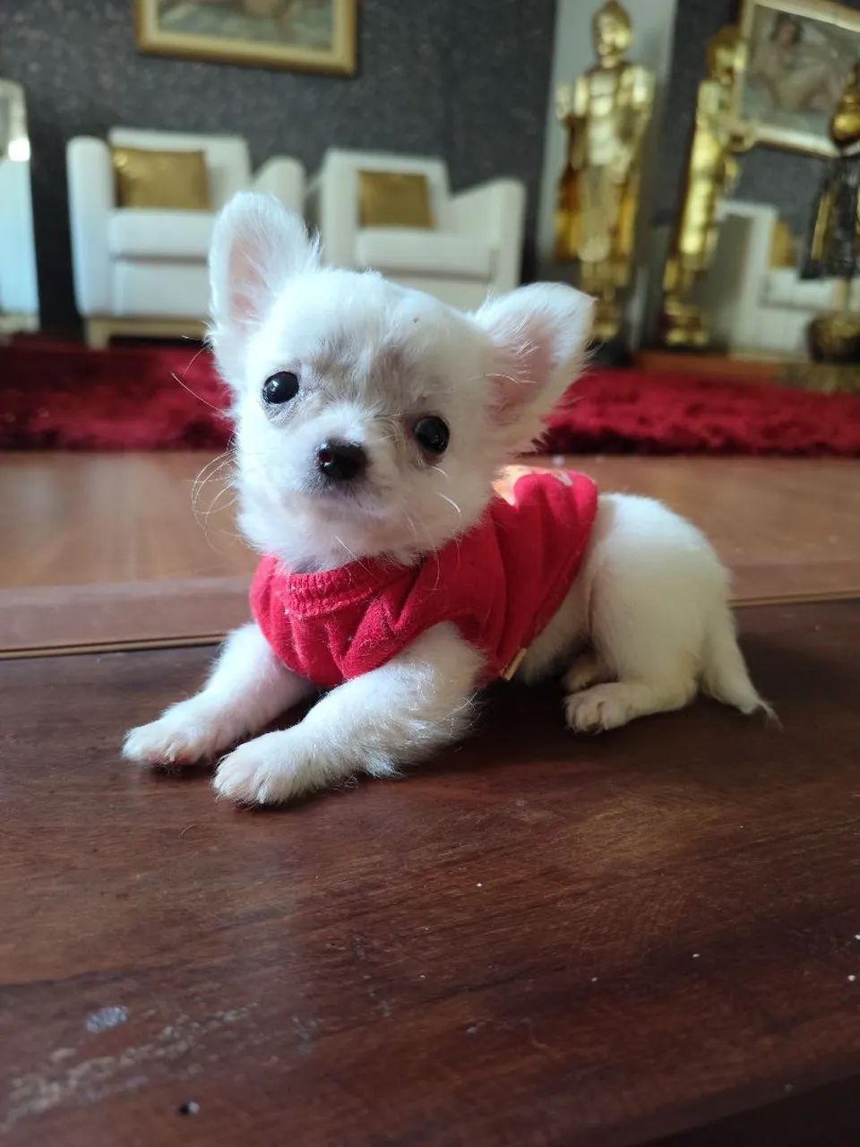 Chihuahua de pêlo longo - Foto 2