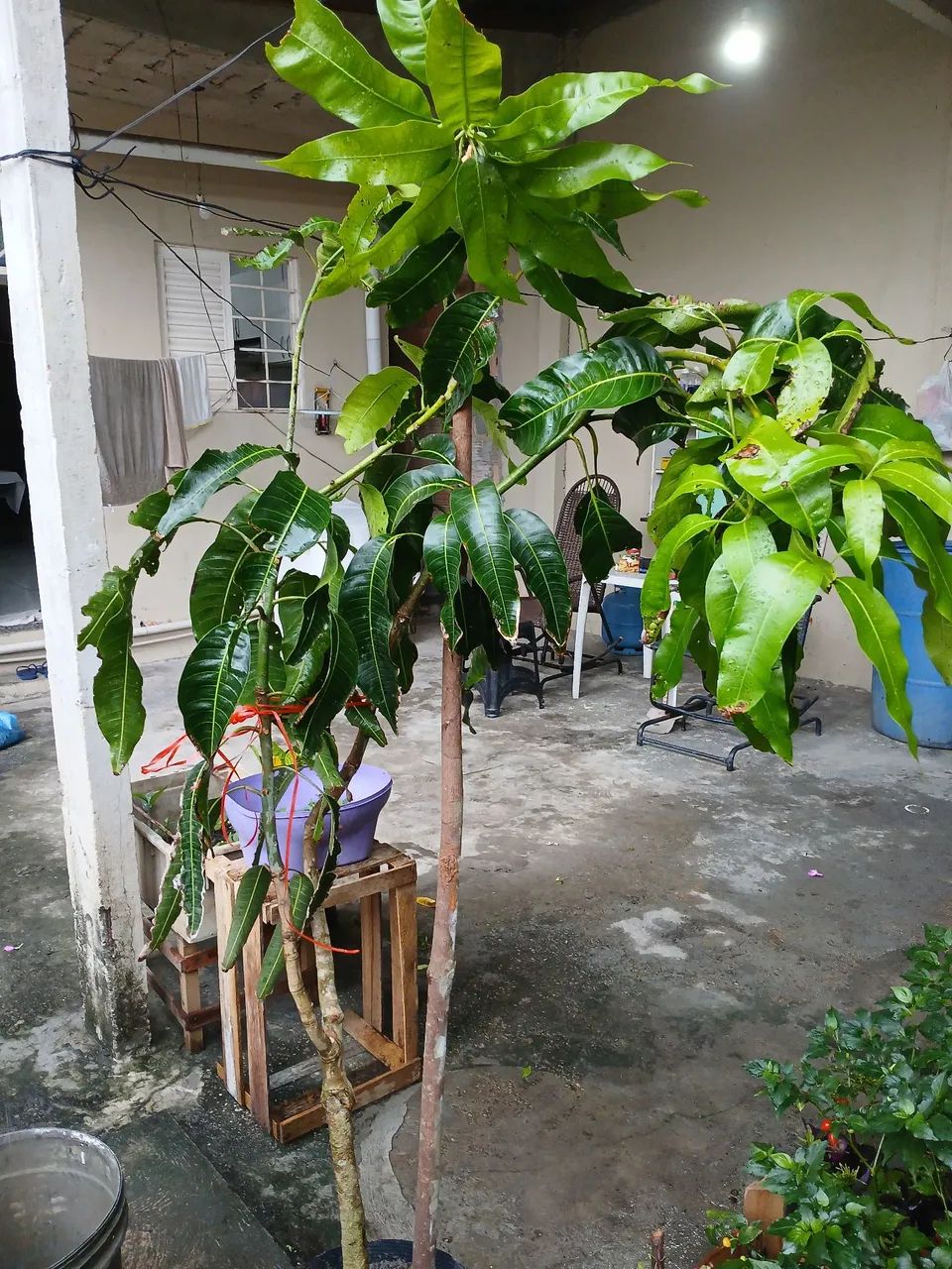 Manga palmas inxertada