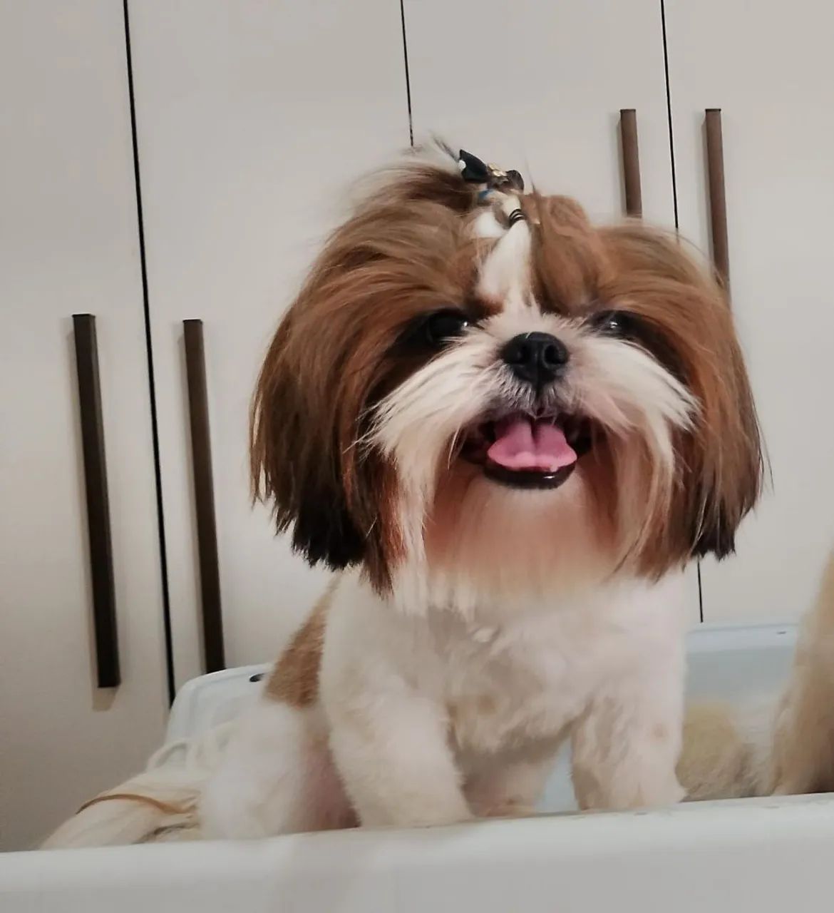 Fêmea Shihtzu 