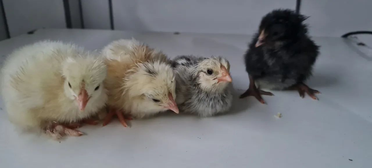 Pintinho caipira - Foto 2