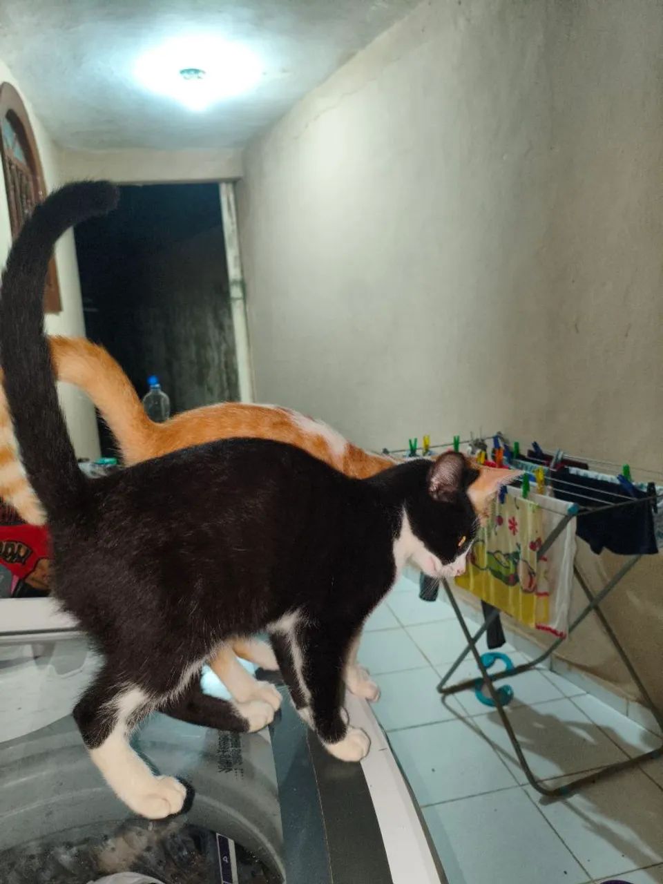 Doa-se 2 lindos gatinhos - Foto 3