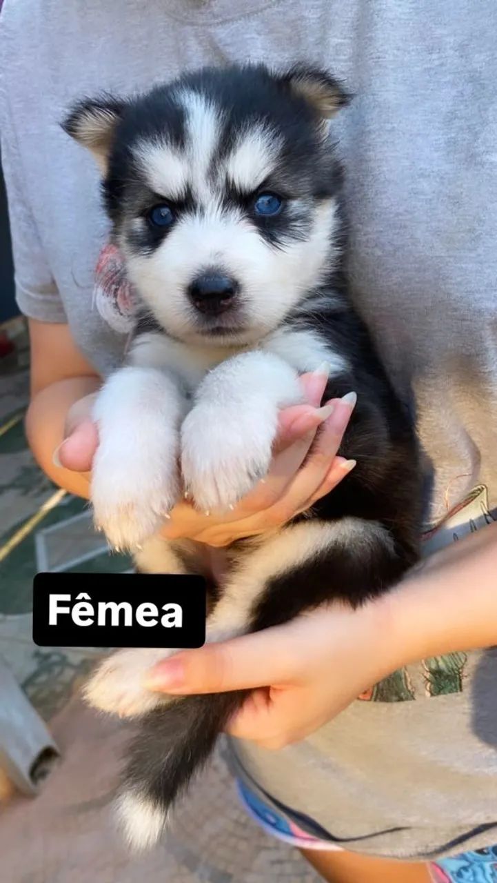 Lindos Husky siberiano  - Foto 5