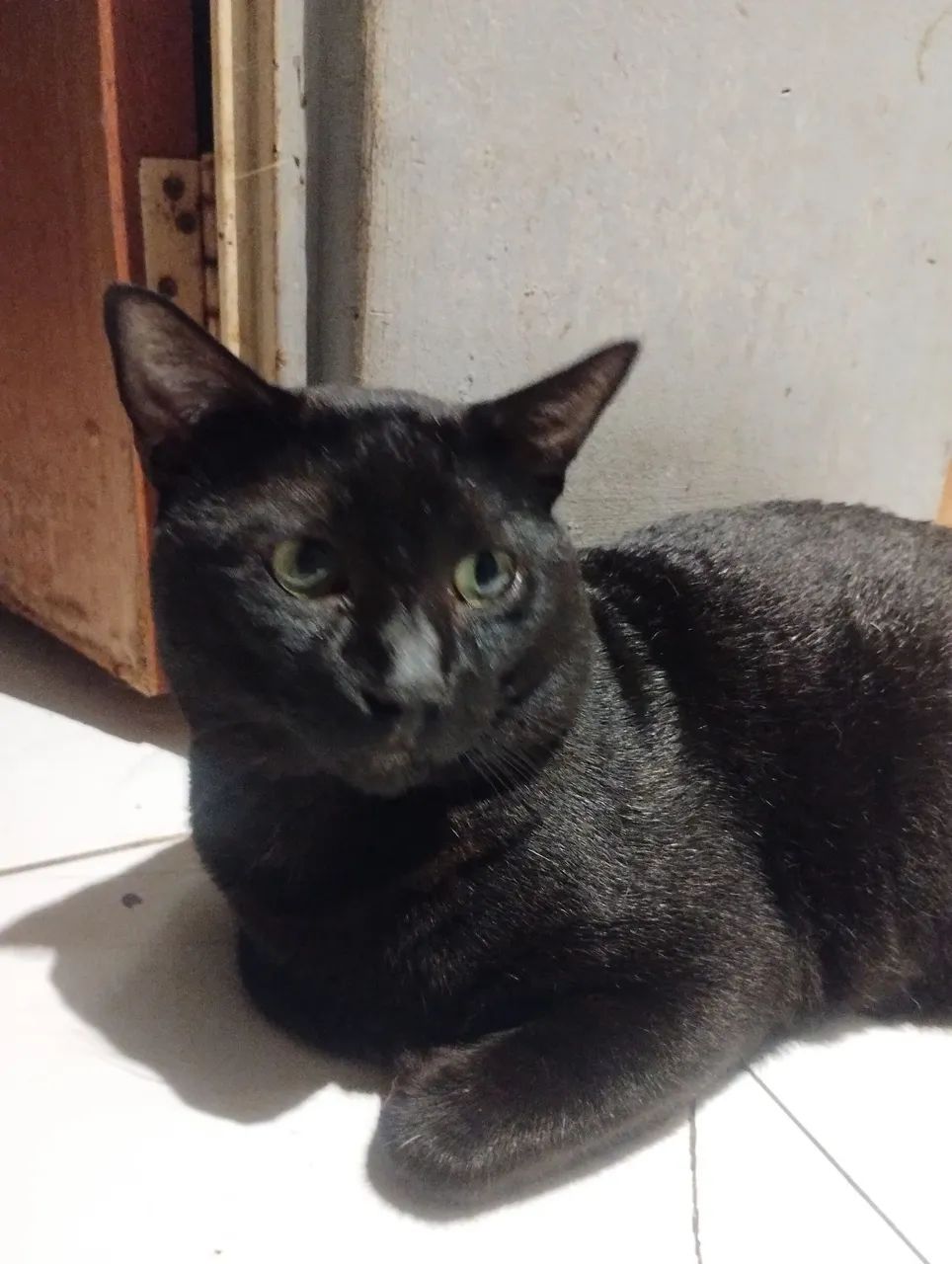 Gatinho - Doação  - Foto 2