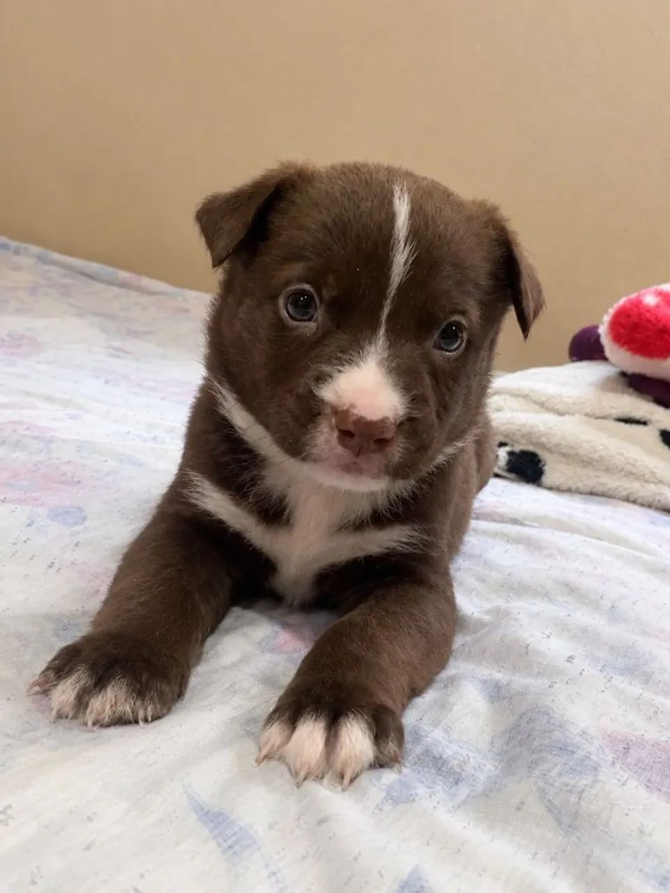 Doa-se filhotes Pitbull! - Foto 4