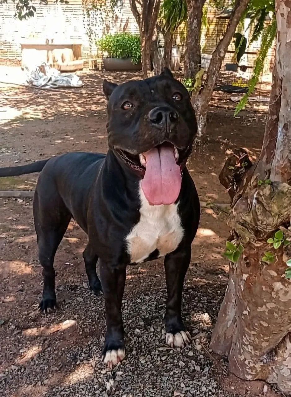 Filhotes de American Bully  - Foto 5