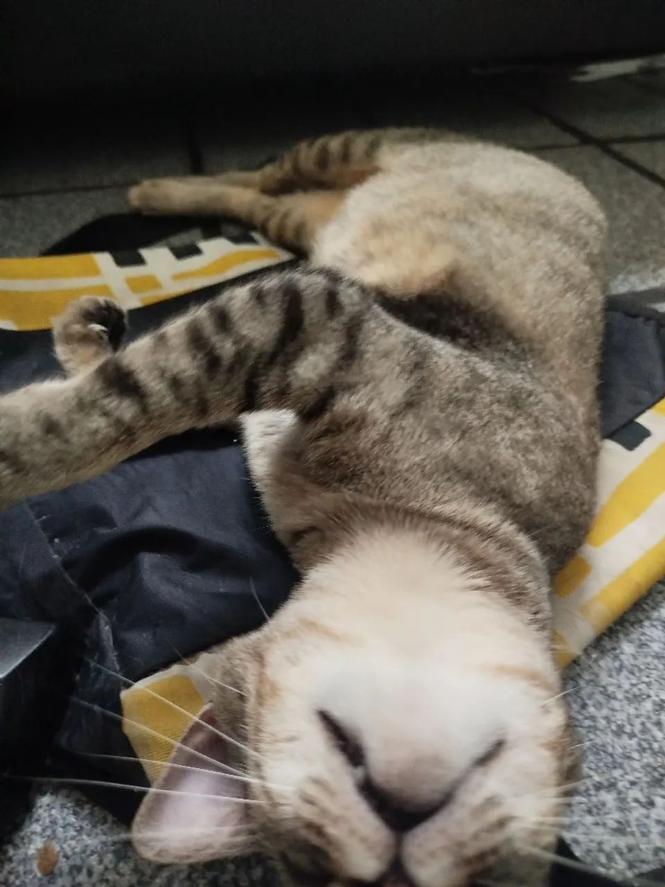 Gata castrada para adoção responsável  - Foto 6