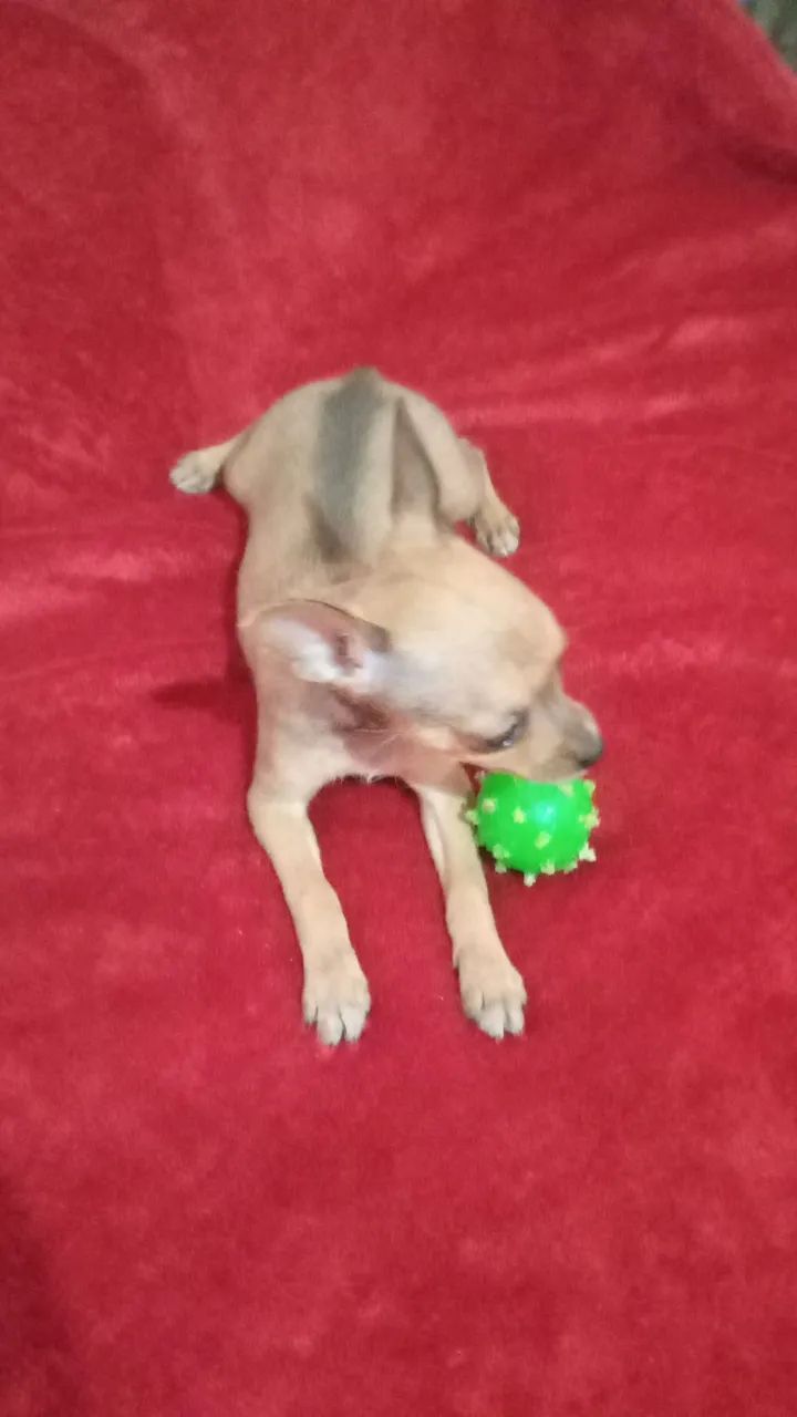 Pinscher zero  - Foto 4