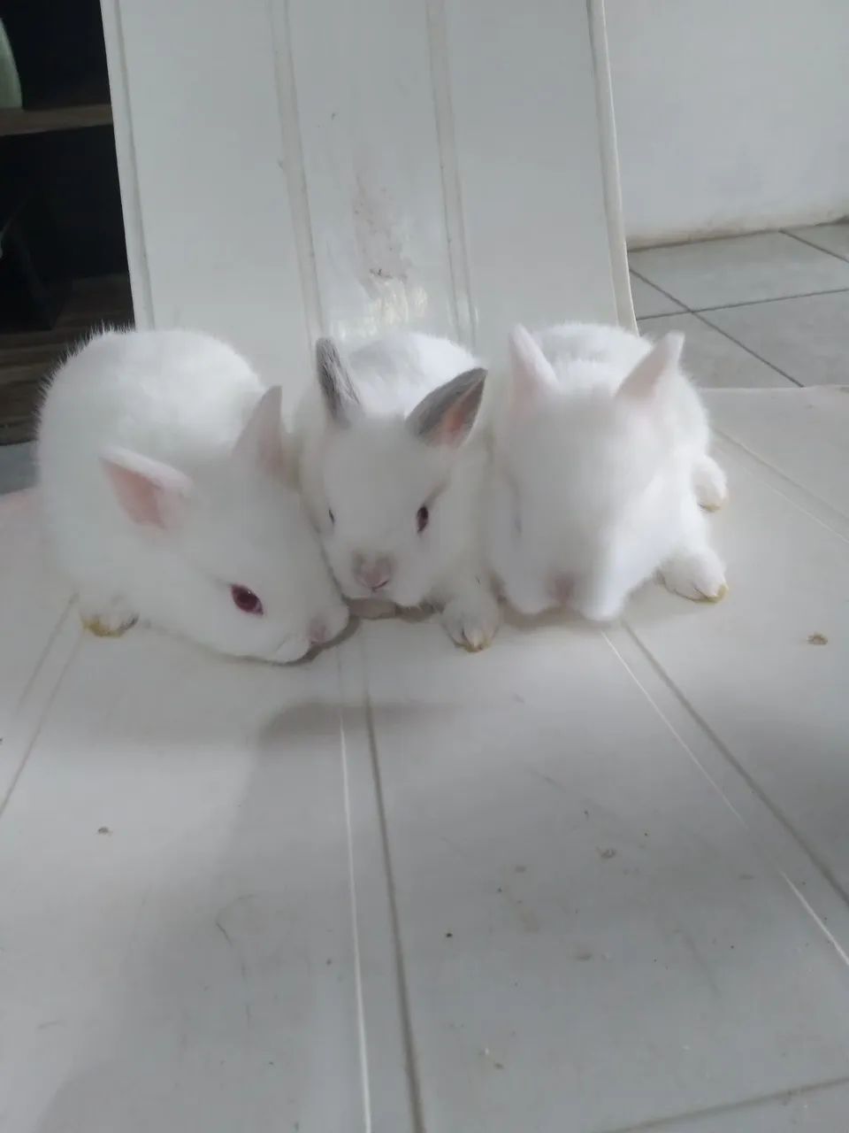 Coelhos anão  - Foto 2