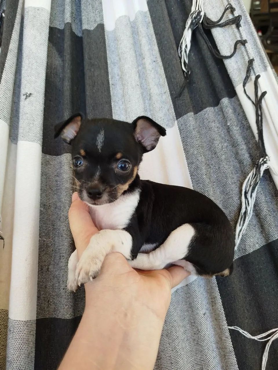 Filhote Pinscher 1 macho 