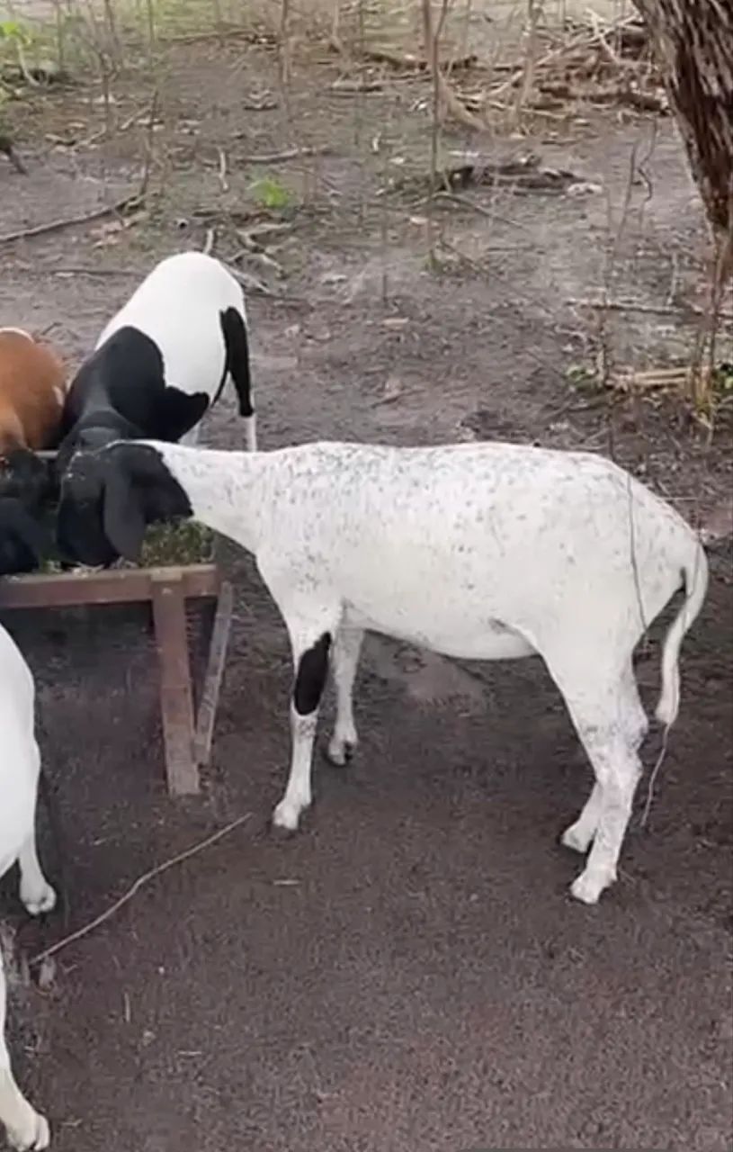 3 ovelhas cobertas e 1 carneiro 
