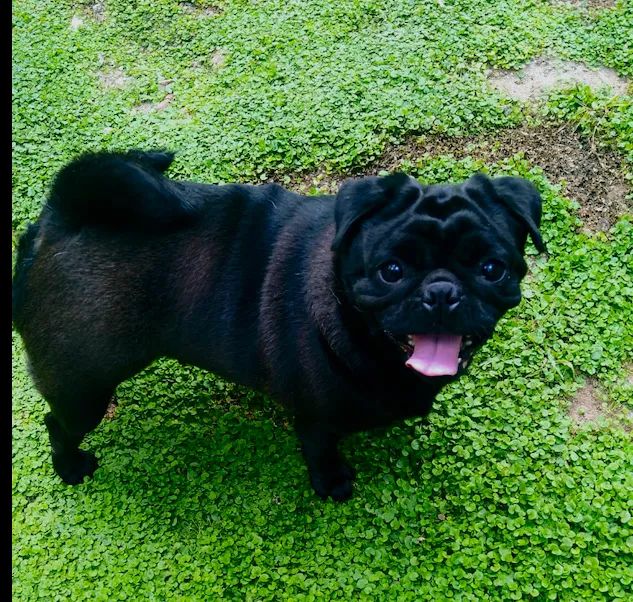 PUG quer namorar - Foto 3