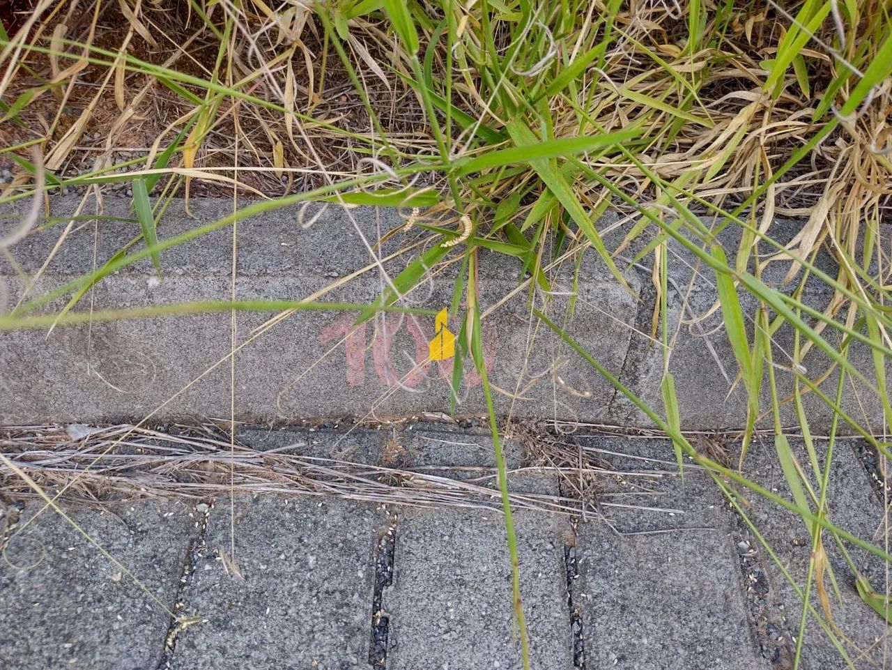 Terreno em Rodeio - Foto 3