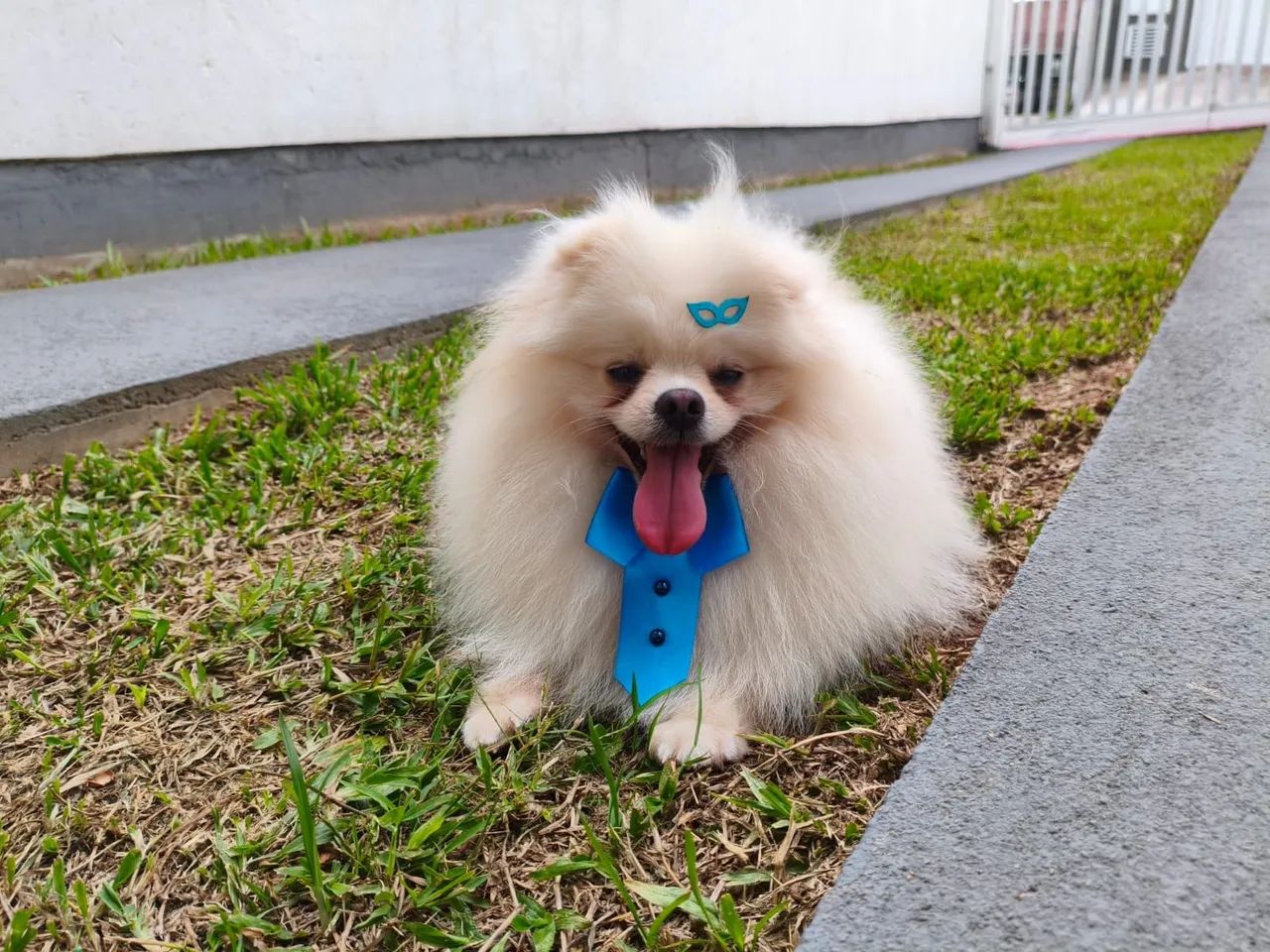 SPITZ ALEMÃO A VENDA - Foto 4