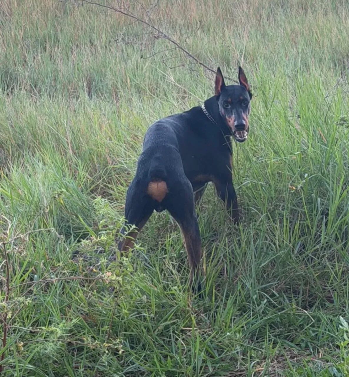 Doberman com pedigree  - Foto 5