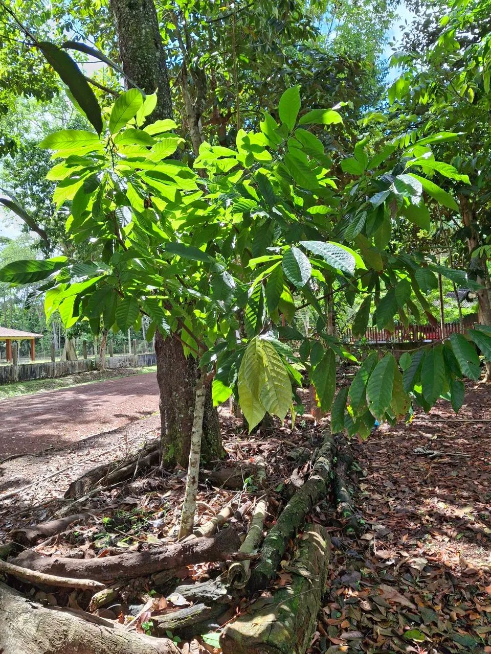 VENDO LOTE COND RURAL AMAZONFLORA- BENEVIDES/PA - Foto 10