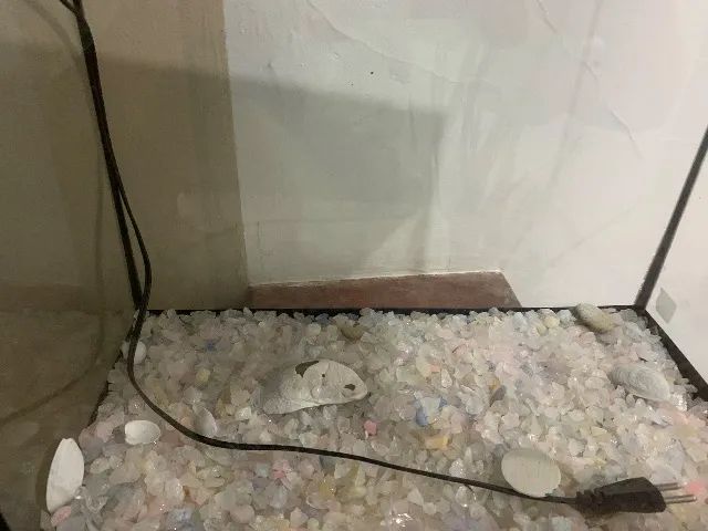 Aquário  - Foto 4