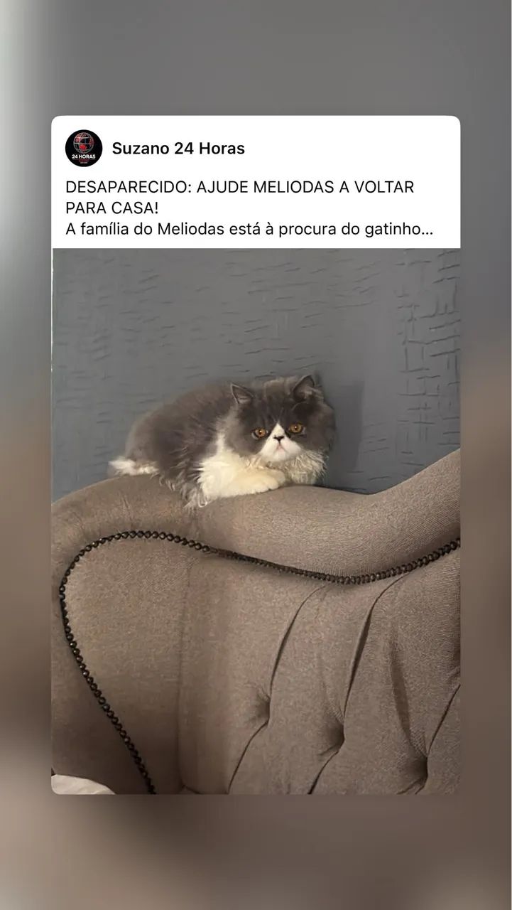 Gato desaparecido 