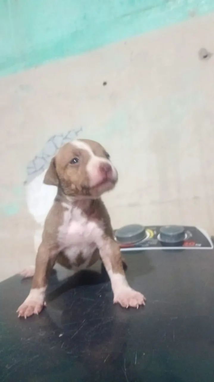 Filhote de pit Bull  - Foto 2