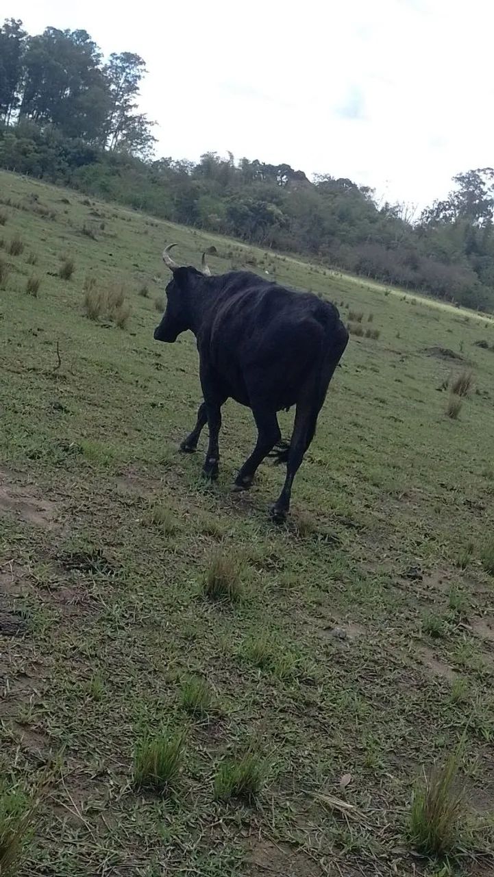 Vaca mojando - Foto 2