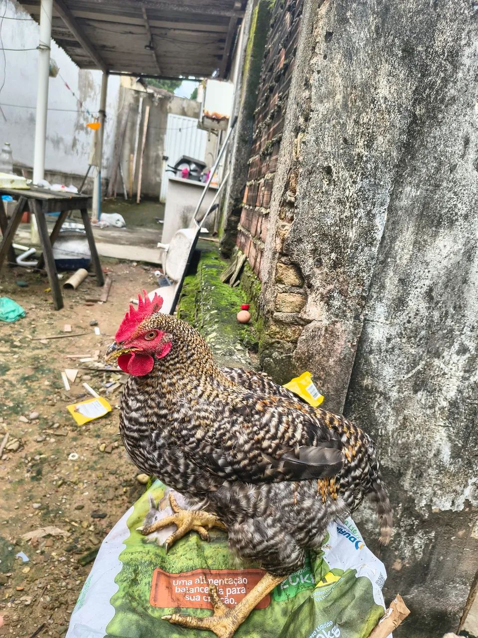 Galinha  - Foto 4