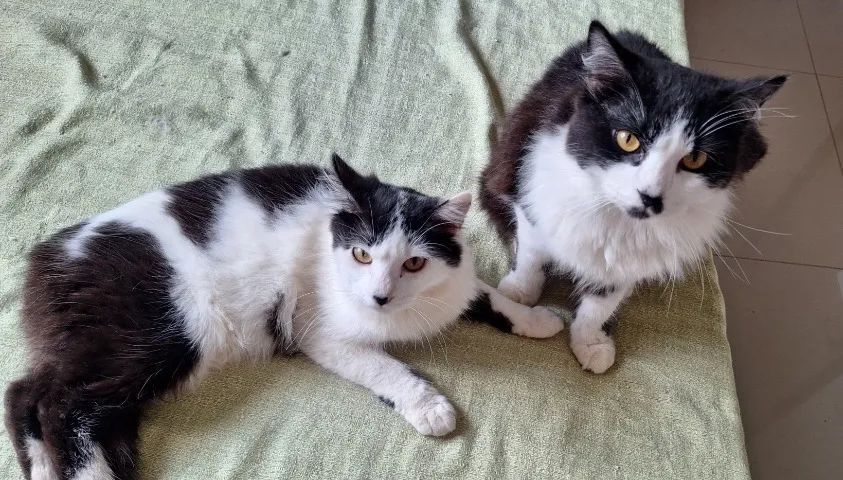 Doando  de gatos - Foto 4