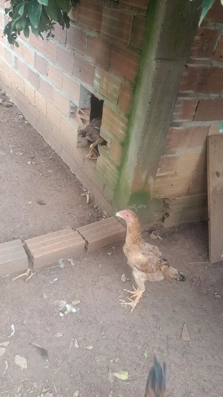 Vendo lote de galinhas barato - Foto 2