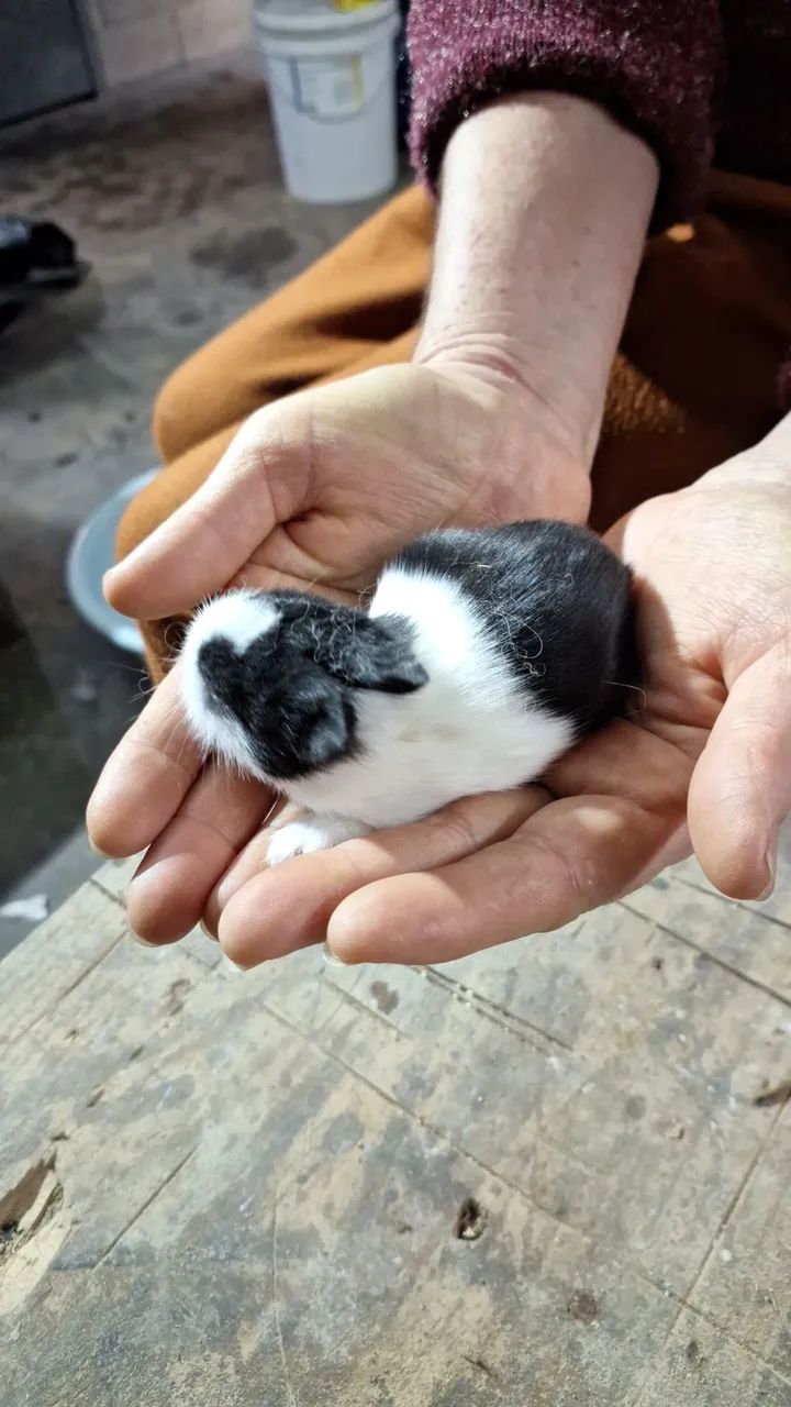 Mini Coelhos lion - Foto 2