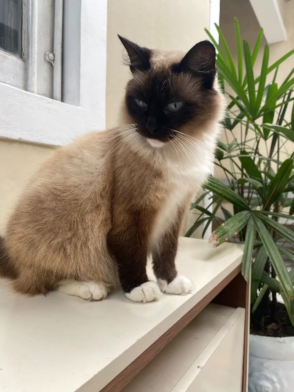 Babá de Pet - Foto 4
