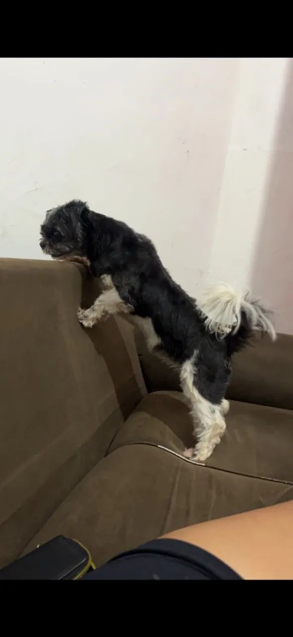 Cachorra desaparecida  - Foto 2