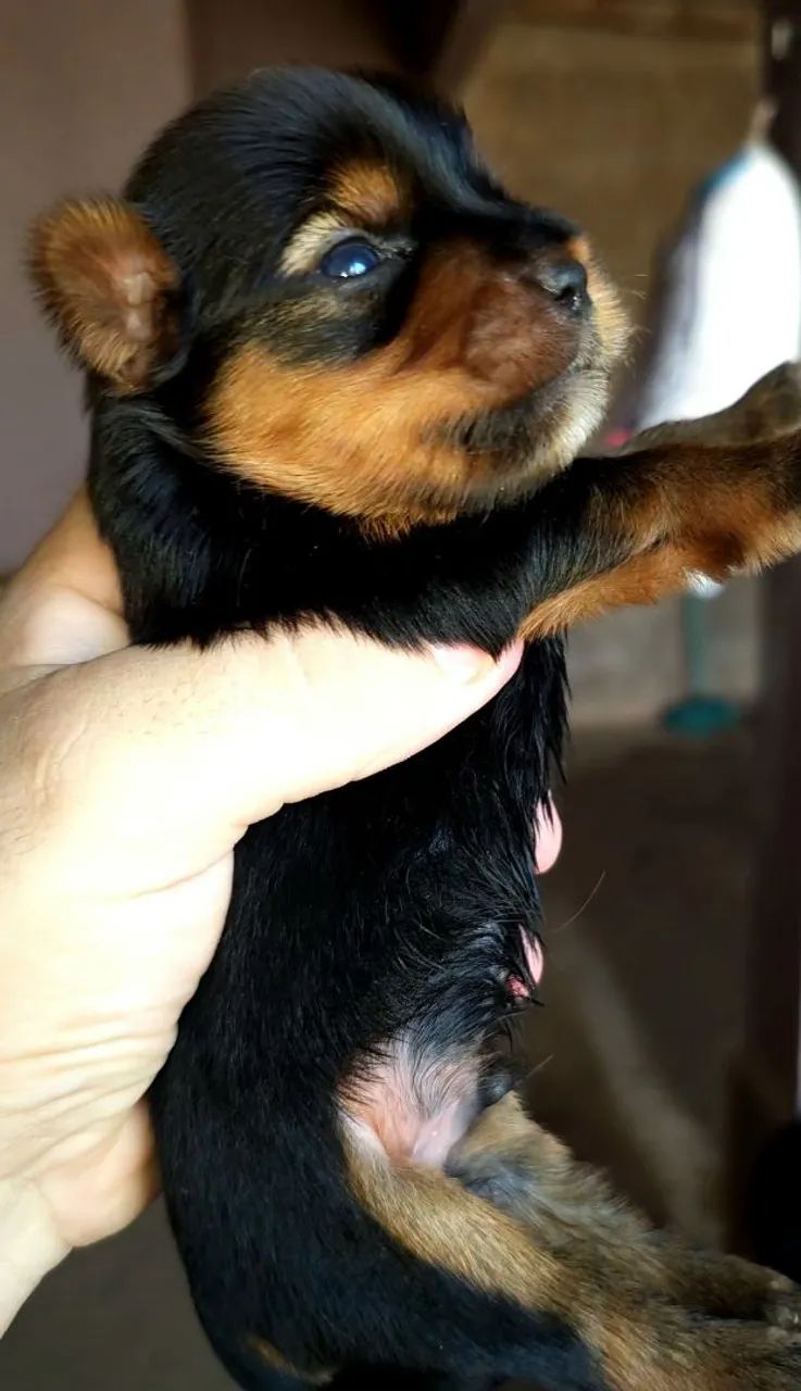 Yorkshire Terriers  - Foto 4