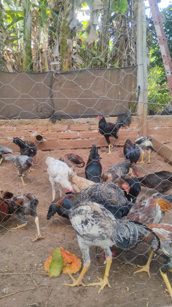 Frango e frangas caipira  - Foto 4