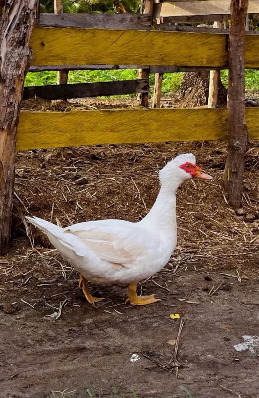 Patos